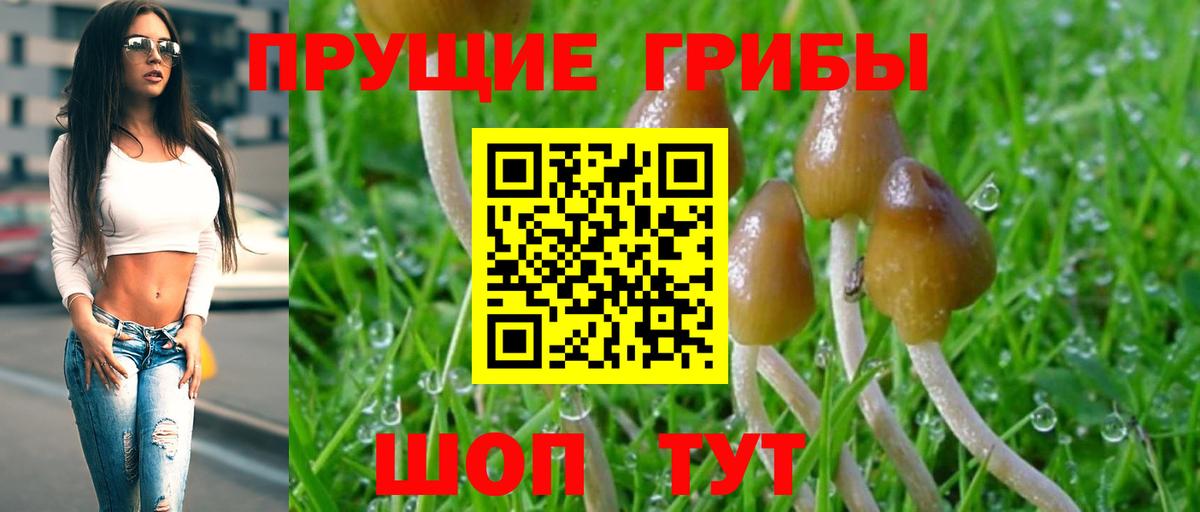 Галлюциногенные грибы Psilocybe Можайск